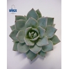 Echeveria Blue Star Cutflower Wincx-5cm