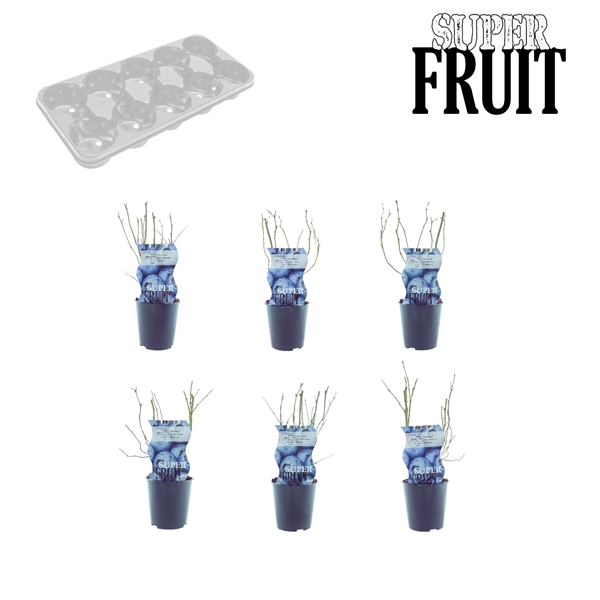 <h4>Vaccinium mix tray blauw</h4>