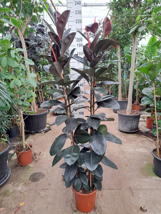 <h4>Ficus Elastica Abidjan</h4>