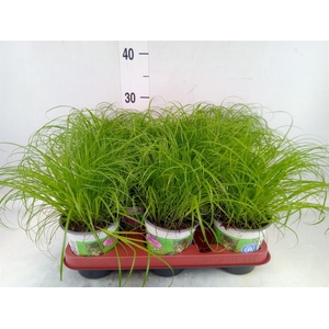 Cyperus alternifolius 'Zumula'