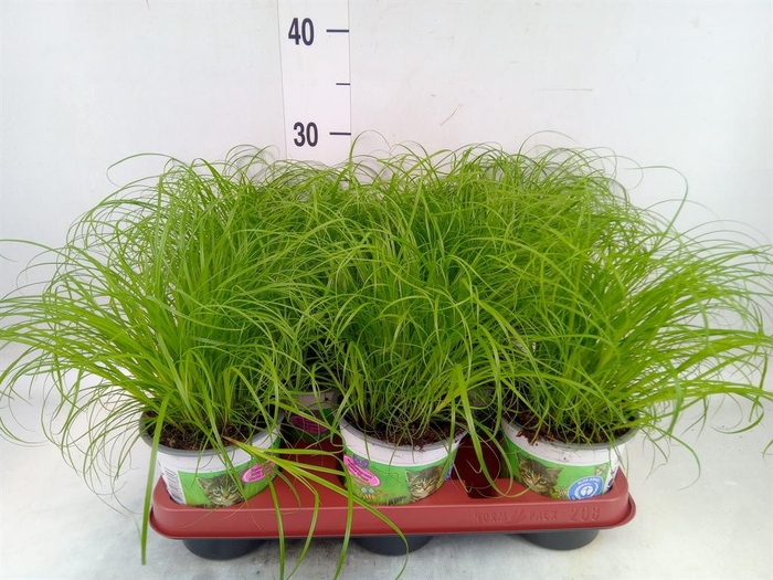 <h4>Cyperus alternifolius 'Zumula'</h4>
