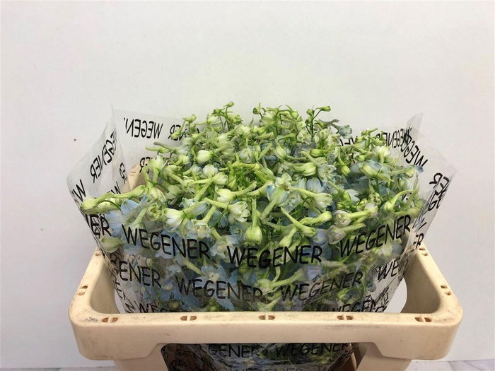 <h4>DELPH EN BALLKLEID</h4>