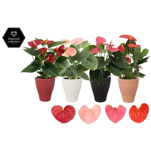 Anthurium 9 cm 4 color mix in Carly winter ceramics