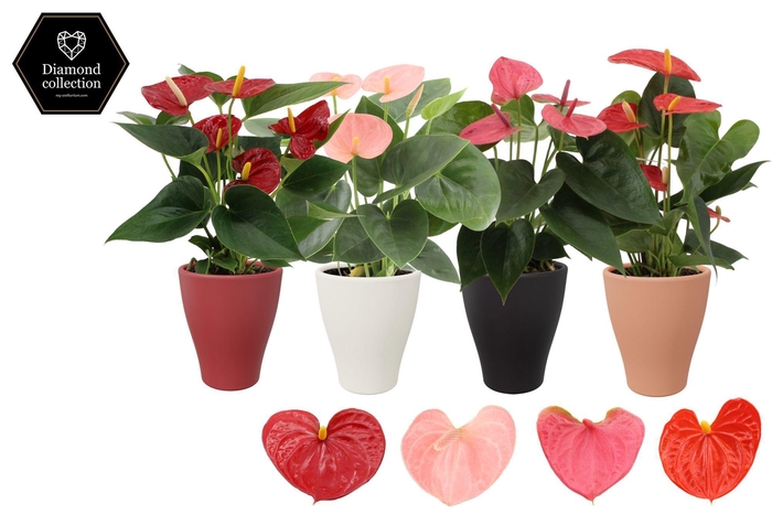 <h4>Anthurium 9 cm 4 color mix in Carly winter ceramics</h4>
