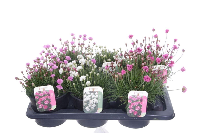 <h4>Armeria maritima mix</h4>