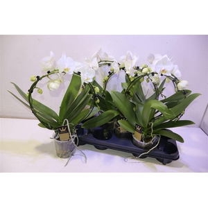 Phal El Cascade Mirror White