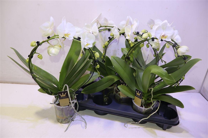 <h4>Phal El Cascade Mirror White</h4>
