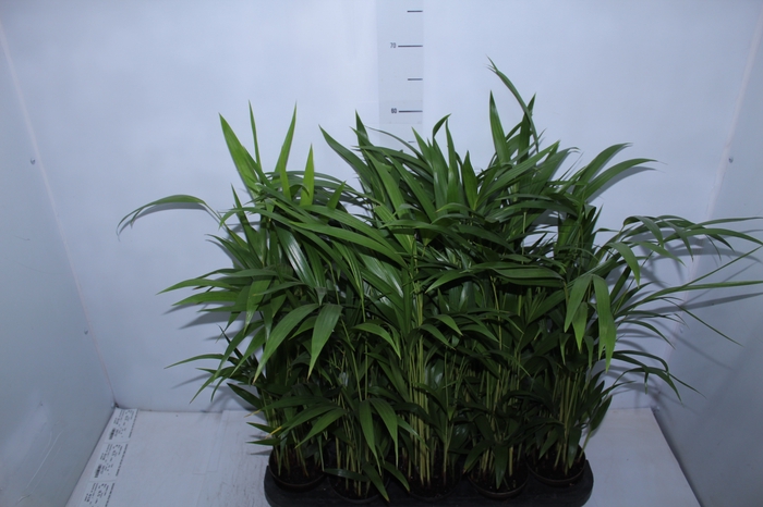 <h4>ARECA BAMBU P11</h4>