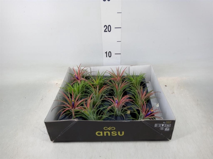 <h4>Tillandsia ionantha</h4>