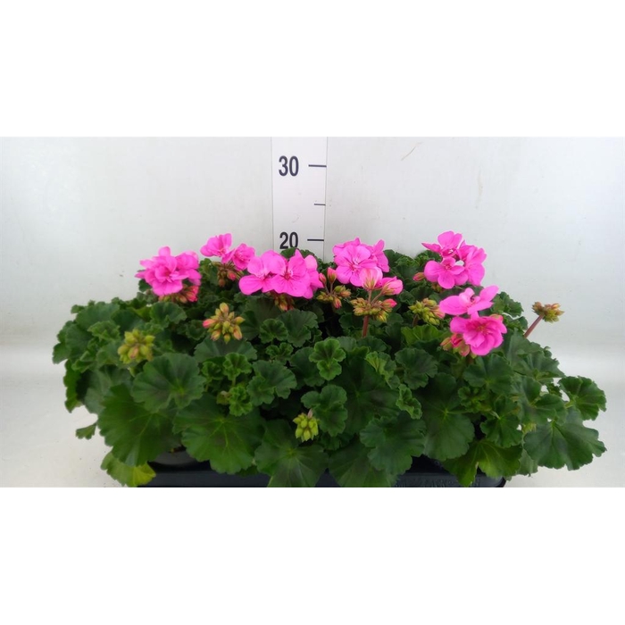 <h4>Pelargonium zona.   ...F1</h4>