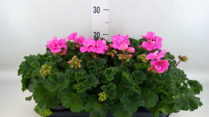 <h4>Pelargonium zona.   ...F1</h4>