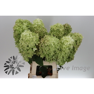 Hydrangea mag candle