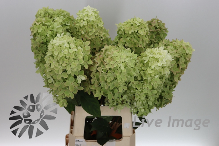<h4>Hydrangea mag candle</h4>