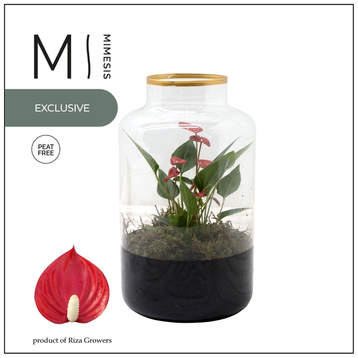 <h4>Mimesis Anthurium KARMA Million Flower - Raven</h4>