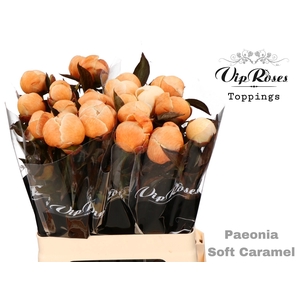 PAEONIA SOFT CARAMEL x 20