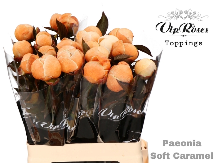 <h4>Paeonia Soft Caramel</h4>