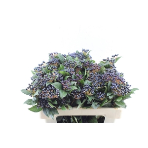 Viburnum Staalbes