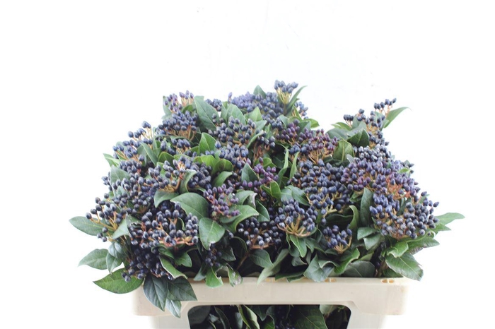 <h4>Viburnum Staalbes</h4>