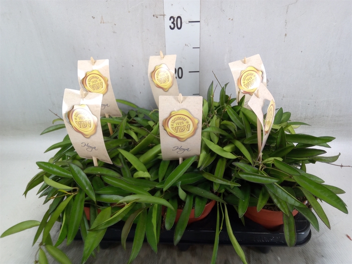<h4>Hoya wayetii</h4>