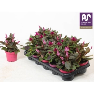 CEL ARGENTEA MIX P12