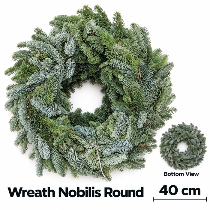 <h4>ABIES NOBILIS BLAUW</h4>