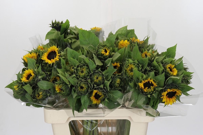 <h4>Helianthus Orange Fire</h4>