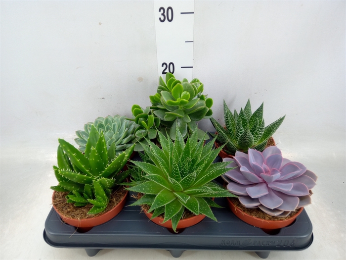 <h4>Succulents   ...mix 6</h4>