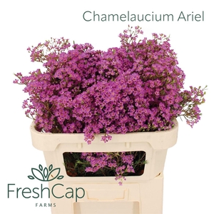 Chamelaucium Ariel