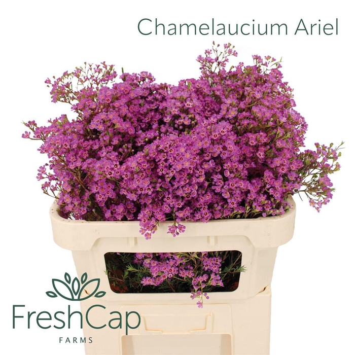 Chamelaucium Ariel