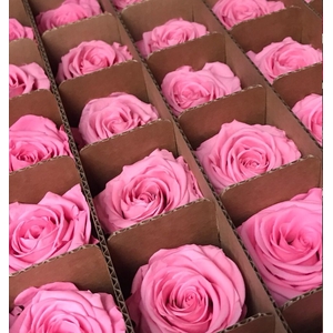 Bulk rose stabi pink