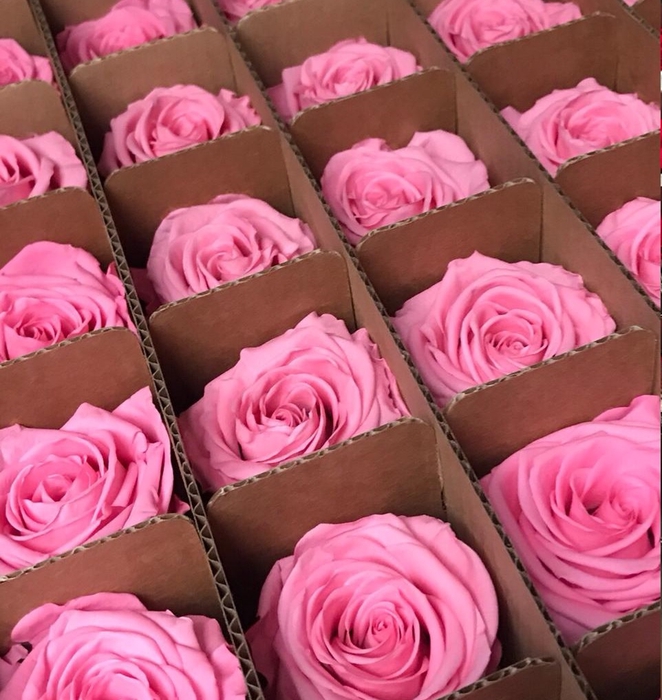 Bulk rose stabi pink