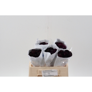 Ran Purple Ecu 35cm