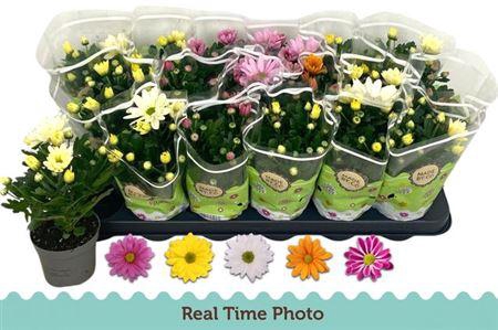 <h4>Chrys Gem 5 Kl</h4>