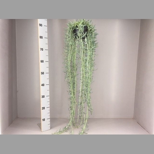 Senecio   ...