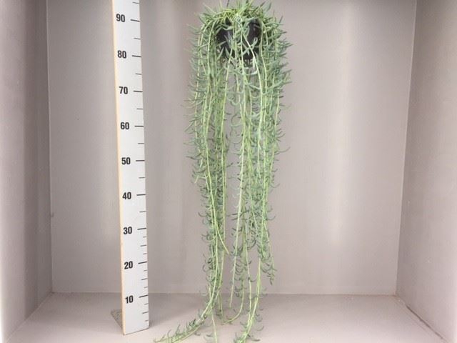 Senecio   ...