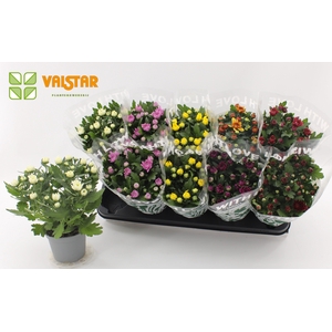 Chrysanthemum, 12 cm Dubbelbloemig With Love by Valstar Mix