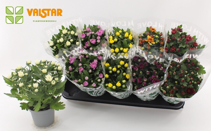 <h4>Chrysanthemum, 12 cm Dubbelbloemig With Love by Valstar Mix</h4>
