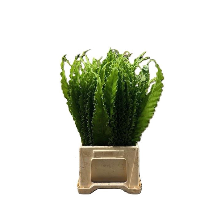 <h4>ASPLENIUM OSAKA BOX</h4>