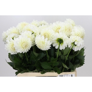 Dahlia Boom Boom White