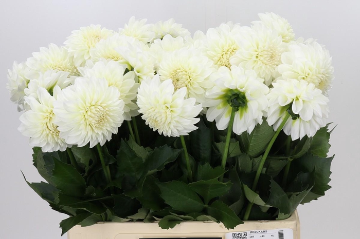 <h4>Dahlia Boom Boom White</h4>