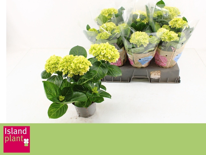 <h4>HYDR M HI WHITE SUN</h4>