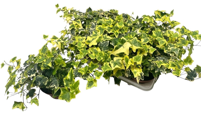 <h4>HED HE GOLD KOLIBRI</h4>