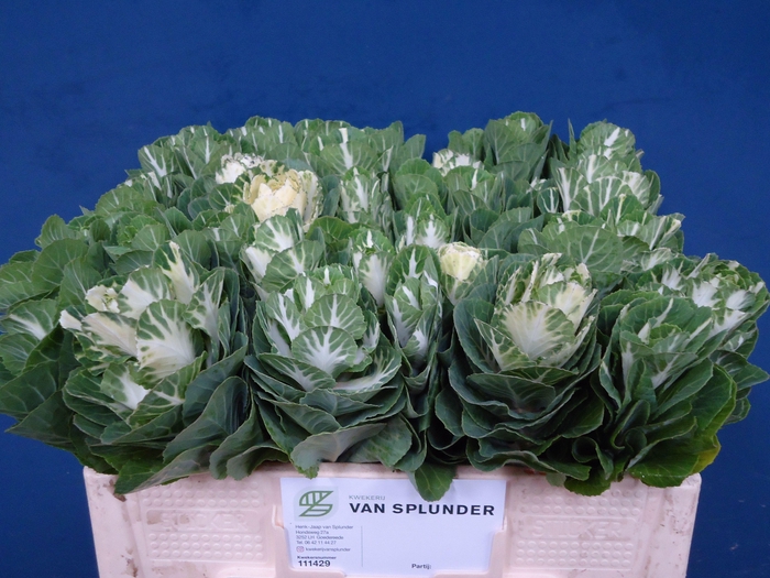 <h4>BRASS EMPIRE FEDORA</h4>