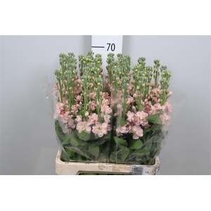 Matth Iron * Premium* Apricot