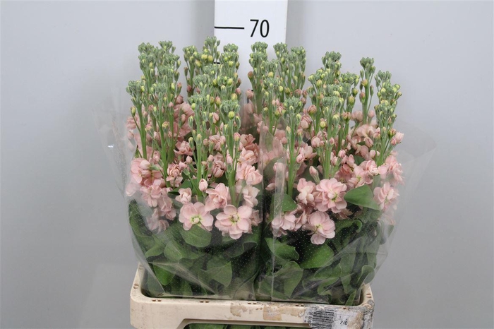 <h4>Matth Iron * Premium* Apricot</h4>