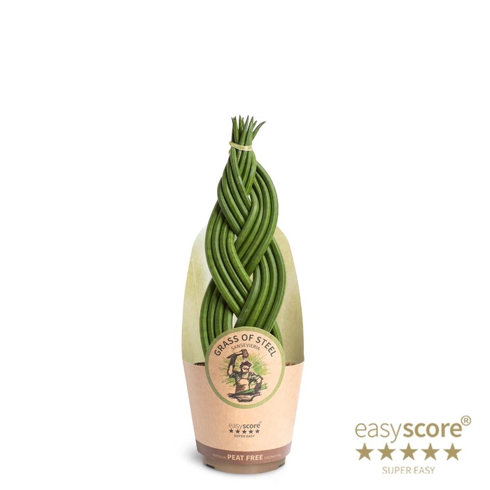<h4>SANSEVIERIA CYLINDRICA P17 BRAID</h4>