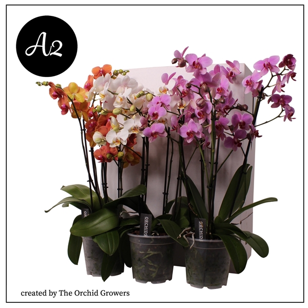 <h4>A2 Phal. Marvellous Combination - 3+ spike 17cm</h4>