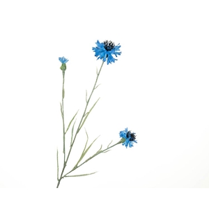 Centaurea Korenbloem Blue