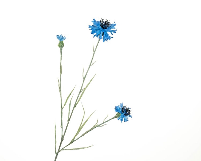 Centaurea Korenbloem Blue