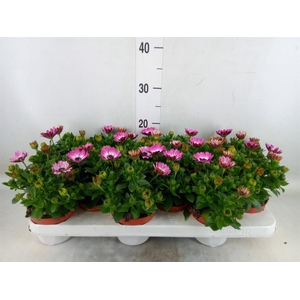 Osteospermum  'Margarita Pink Flar'